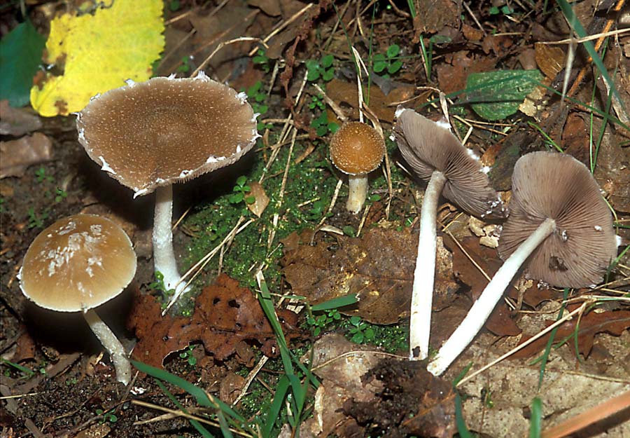 Vecchio ritrovamento Psathyrella ?